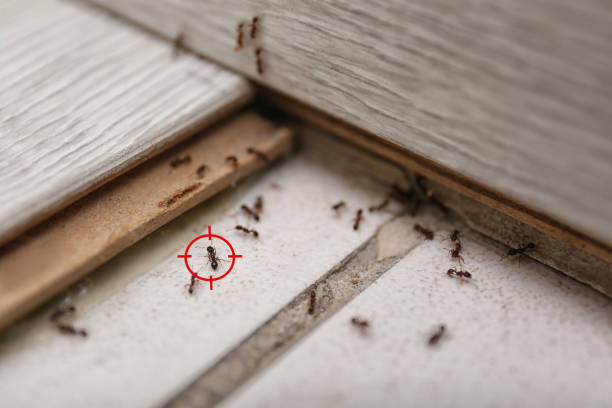 Reliable Cave City, KY Pest Control Solutions